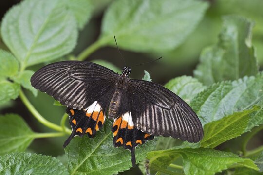 Great Mormon (Papilio memnon), native to Indonesia, butterfly house, Forgaria nel Friuli, Italy