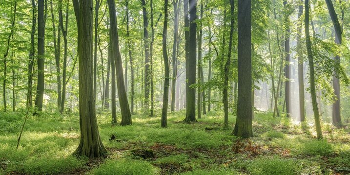 Natural deciduous forest of oaks, hornbeams and beeches in spring, fresh green, sun shining through morning mist, Burgenlandkreis, Saxony-Anhalt, Germany