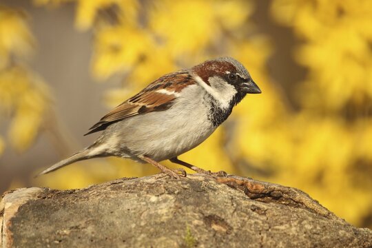 House Sparrow (Passer domesticus) male, Allg&auml;u, Bavaria, Germany, Allg&auml;u, Bavaria, Germany
