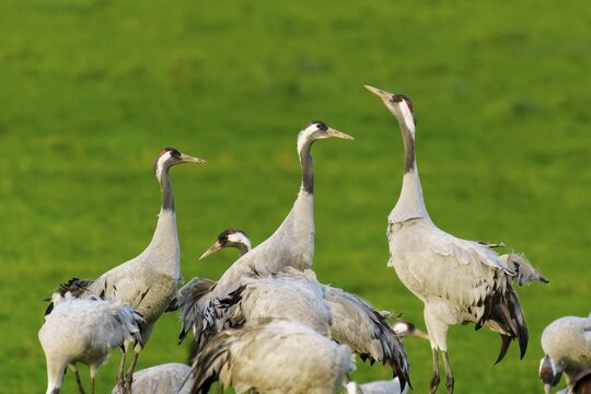 A group of cranes standing together in a green field, symbolizing community, crane (Grus grus) wildlife, Western Pomerania Lagoon Area National Park, Zingst, Mecklenburg-Western Pomerania, Germany