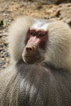 Hamadryas Baboon (Papio hamadryas), Eritrea