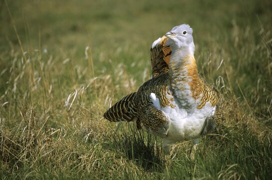 Great Bustard (Otis tarda) courting cock, D&eacute;vav&aacute;nya-protected, Hungary, Europe