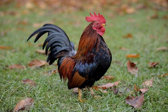 Bantam rooster (Gallus gallus f. Domestica), captive, Bavaria, Germany