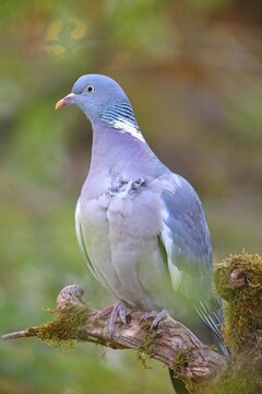 Common wood pigeon (Columba palumbus), Solms, Hesse