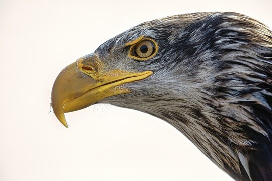 Bald eagle (Haliaeetus leucocephalus), young bird, close-up of beak and eye against white background, captive, Vogelpark, Adlerwarte Berlebeck, Detmold, North Rhine-Westphalia, Germany