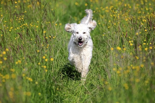 Labradoodle, adult, male, running on grass, Germany