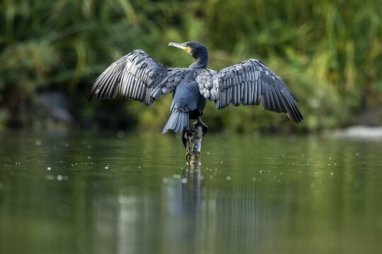 Great cormorant (Phalacrocorax carbo) sitting with wings spread on posts above the water, Germany