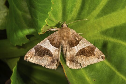 Dark brown bramble owl (Dysgonia algira) on a green leaf, Baden-W&uuml;rttemberg, Germany