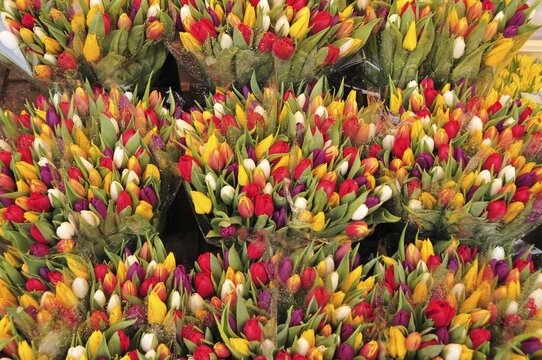 Tulips at the traditional flower market in the city centre of Amsterdam, Holland, Netherlands, Europe