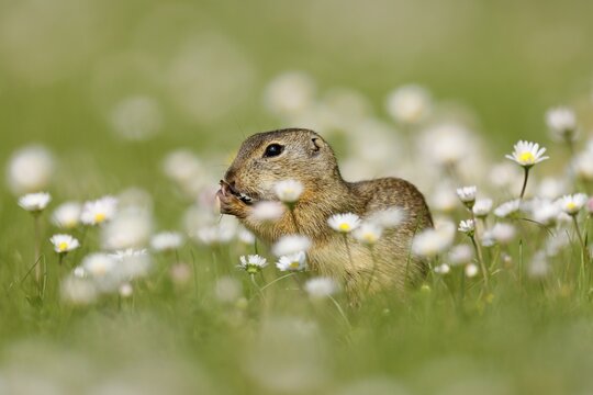 Gopher (Spermophilus citellus) in a flower meadow, wildlife, Burgenland, Austria