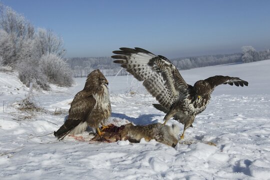 Common buzzards (Buteo buteo) on dead hare (Lepus europaeus) in the snow, Allg&auml;u, Bavaria, Germany