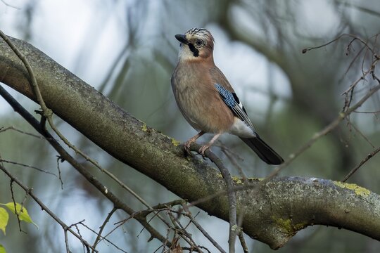 Eurasian jay (Garrulus glandarius), animal portrait, wildlife, Germany