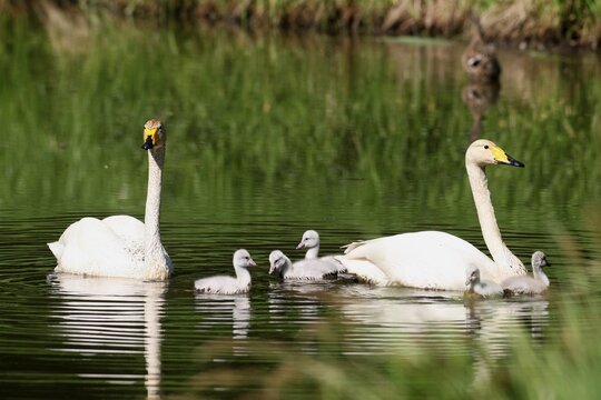 Whooper Swans (Cygnus cygnus) with chicks, Lapland, Finland, Europe