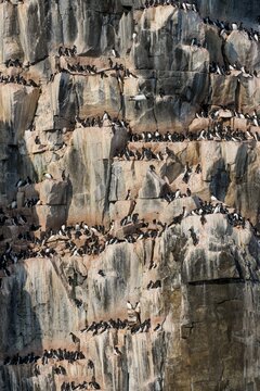 Thick-billed Murres (Uria lomvia), colony on the cliffs of Alkefjellet, Svalbard, Norway