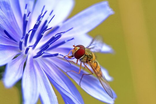Hoverfly (Syrphidae) on flower of Common chicory (Cichorium intybus), Hesse, Germany