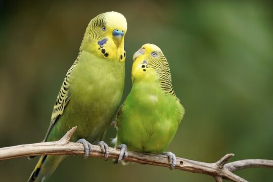 Budgie (Melopsittacus undulatus) mating behaviour, captive, Germany