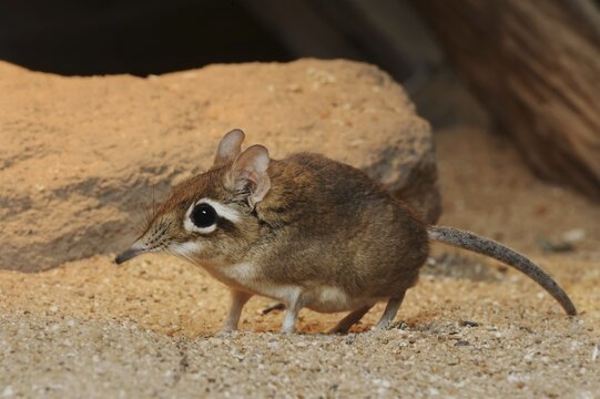 Red-brown elephant shrew or red-brown trunked shrew (Galegeeska rufescens, Elephantulus rufescens), captive, occurring in East Africa