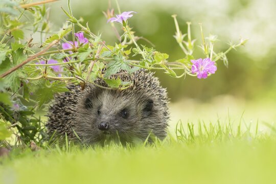 European hedgehog (Erinaceus europaeus) adult animal on a grass lawn under a flowering geranium plant in an urban garden, England, United Kingdom