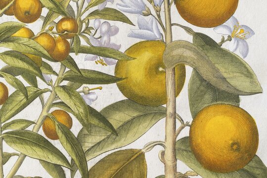 Bitter orange and orange with buds and blossoms, hand-coloured copperplate engraving by Basilius Besler, from Hortus Eystettensis, 1613