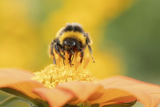 White tailed bumblebee (Bombus lucorum) adult bee insect feeding on a garden Mexican sunflower (Tithonia spp) flower in summer, England, United Kingdom