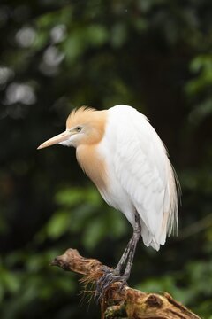 Cattle Egret (Bubulcus ibis coromandus), Queensland, Australia