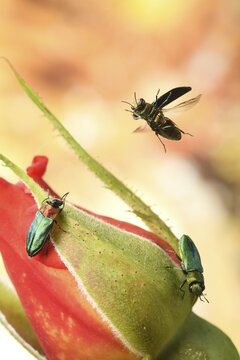 Anthaxia nitidula (Anthaxia nitidula) in flight on a rosebud, Germany