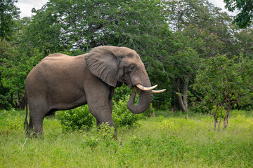 Fototapeta premium African elephant feeding in Chobe National Park, Botswana