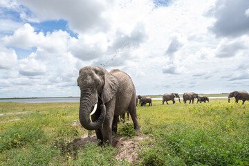 Fototapeta premium African elephant throwing mut to protect its skin in Chobe National Park