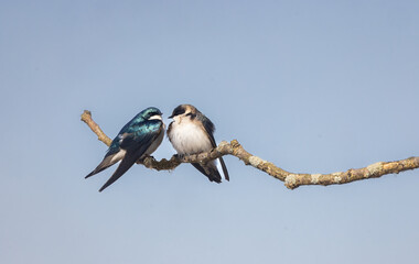 Tree Swallow mates on a branch closeup with blue sky background © kburgess