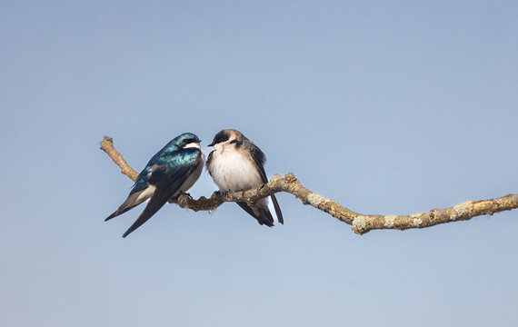 Tree Swallow mates on a branch closeup with blue sky background