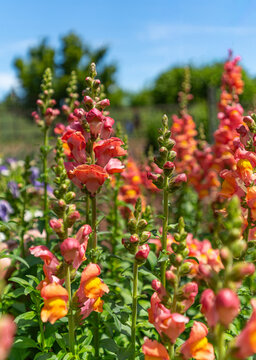 Close-up of a colorful field of blooming snapdragons with a soft blurred background, showcasing vibrant petals and layered floral textures.