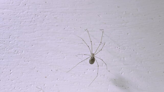 Cellar spider walking down a textured white wall