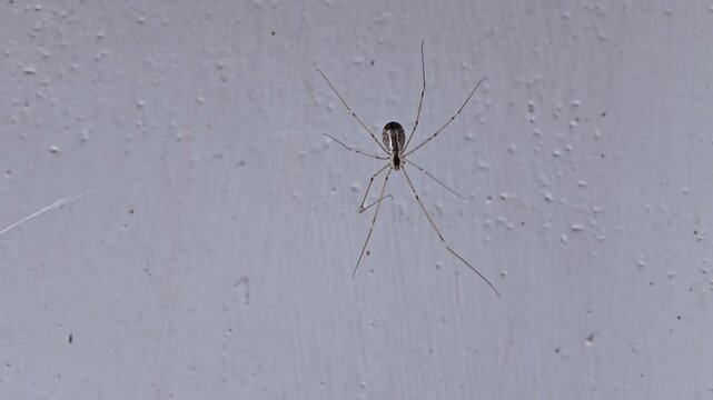 Cellar spider walking down a textured white wall