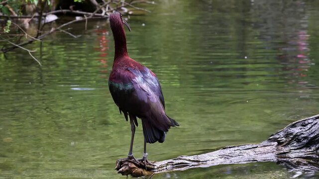 The Glossy ibis, Plegadis falcinellus is a wading bird in the ibis family Threskiornithidae.