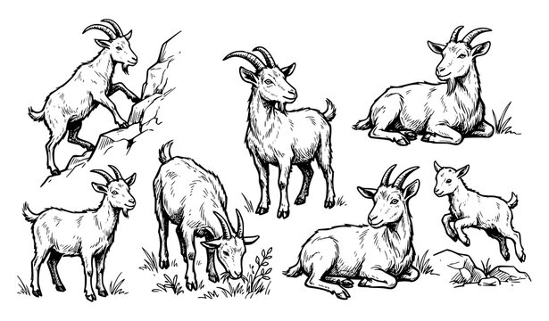 Hand drawn goats vector illustration, engraving style domestic farm animals group.