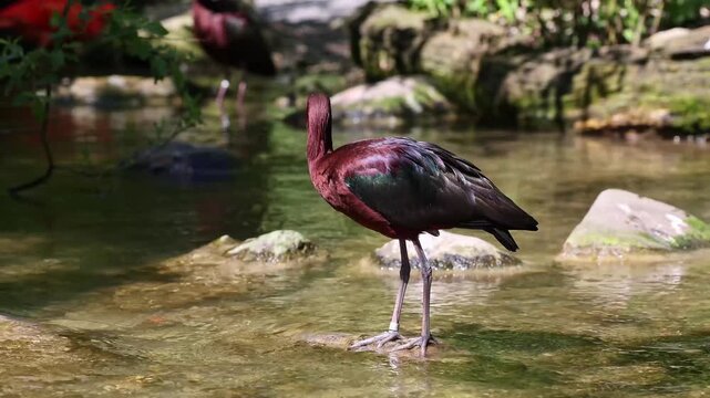 The Glossy ibis, Plegadis falcinellus is a wading bird in the ibis family Threskiornithidae.