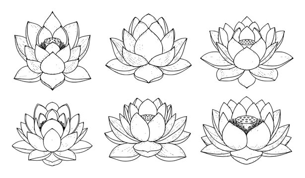 Lotus flower bouquets line art, hand drawn water lily arrangements vector set.