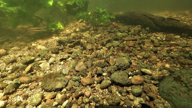 Small gudgeon - Gobio gobio - moves gently over stones at the bottom of a river, with aquatic plant structure behind in clear freshwater.