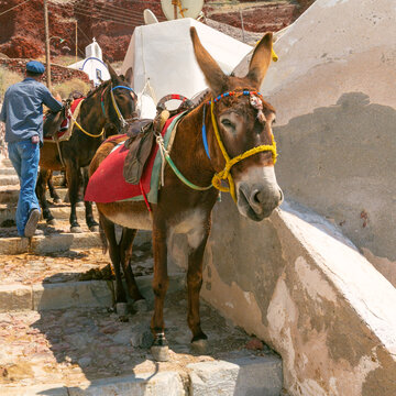 Traditional donkey standing on a steep cobblestone path in Santorini, Greece. Local transport animal with colorful harness in a historic island setting.