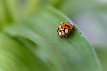 Obraz premium Japanese Lady Beetle on a leaf