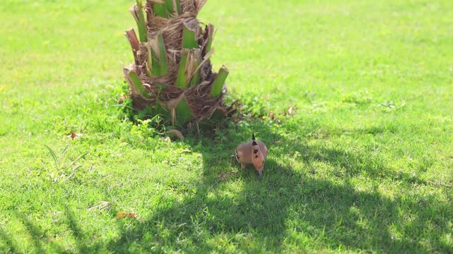Eurasian hoopoe bird walking and searching for food on a green lawn near a palm tree trunk, with its crest down