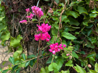 Fototapeta premium Pink flowers of Antigonon leptopus or Mexican creeper blooming at the garden