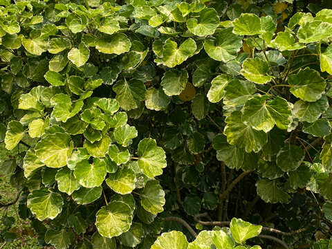 Aralia round leaves plant or Polyscias scutellaria