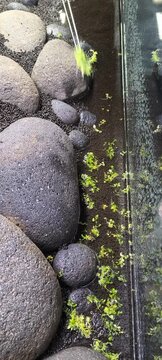 4k Close up video of aquascaper planting tissue culture Monte Carlo plants in aquascape aquarium using tweezers forceps, Iwagumi style aquascaping process, planted tank setup
