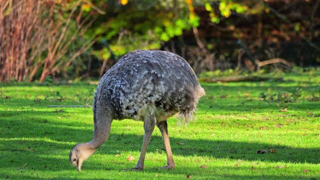 Darwin's rhea, Rhea pennata, also known as the lesser rhea