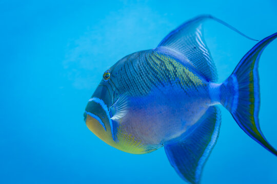 Closeup of side of colorful Queen Trigger fish, Balistes vetula