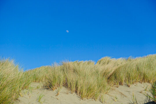 dunes in the sand at Dillon beach, California on a February afternoon 