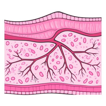 Anatomy of human skin layers.