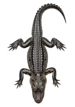 Full Body Overhead View of an American Alligator Isolated on White Background - High Detail Reptile