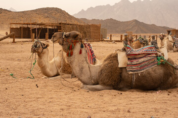 Fototapeta premium Bedouin dromedary camels resting in the sand of Sinai desert with mountains on background 
